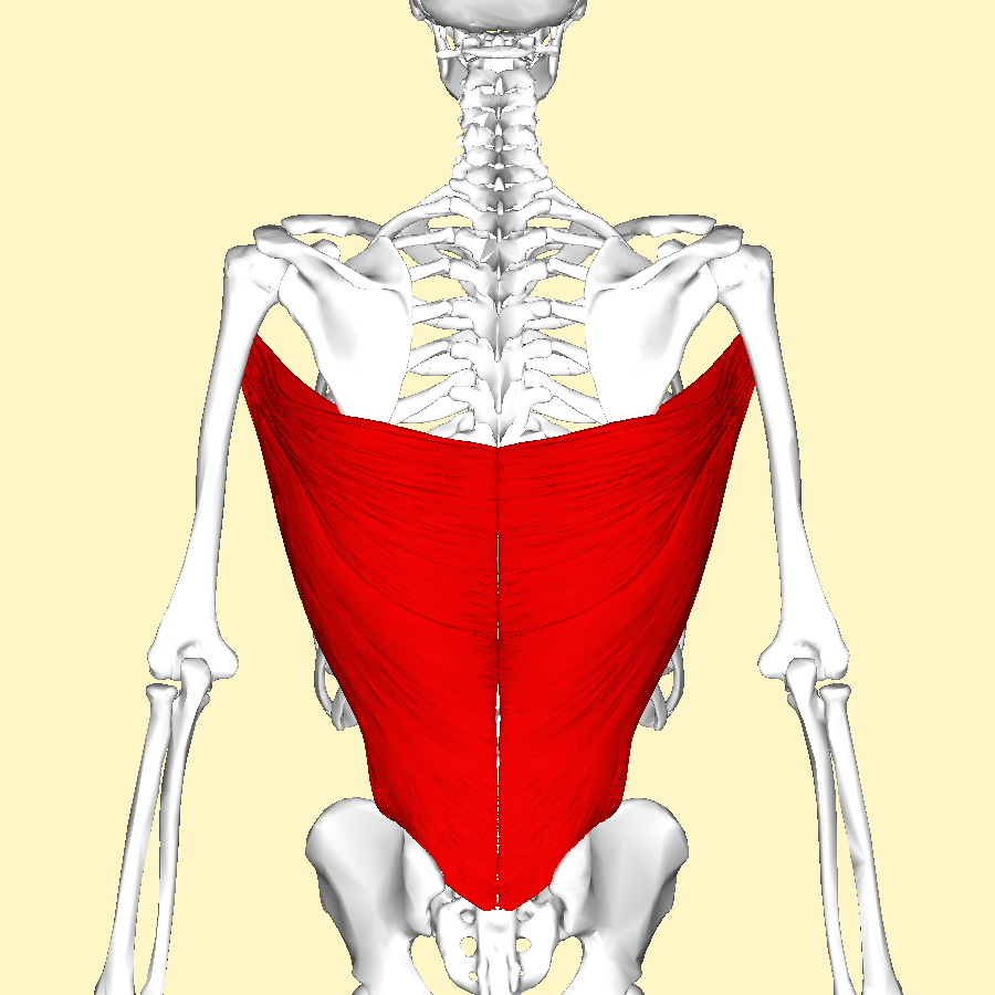 Jalon al pecho para el dorsal ancho Jalon al pecho para el dorsal ancho