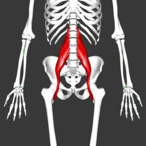 640px-Psoas_major_muscle11