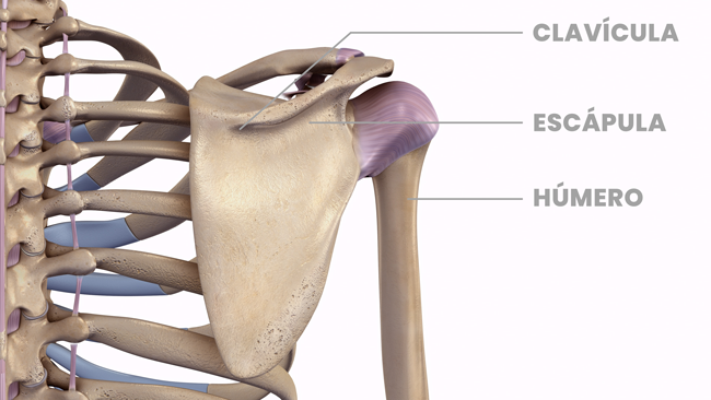 Dolor de hombro y anatomía