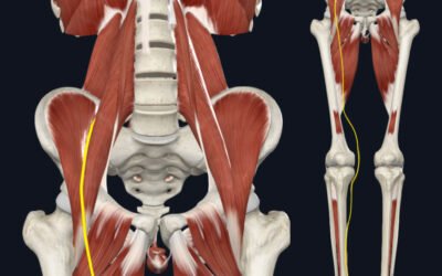 Qué es el nervio crural (nervio femoral)? Anatomía y trayecto