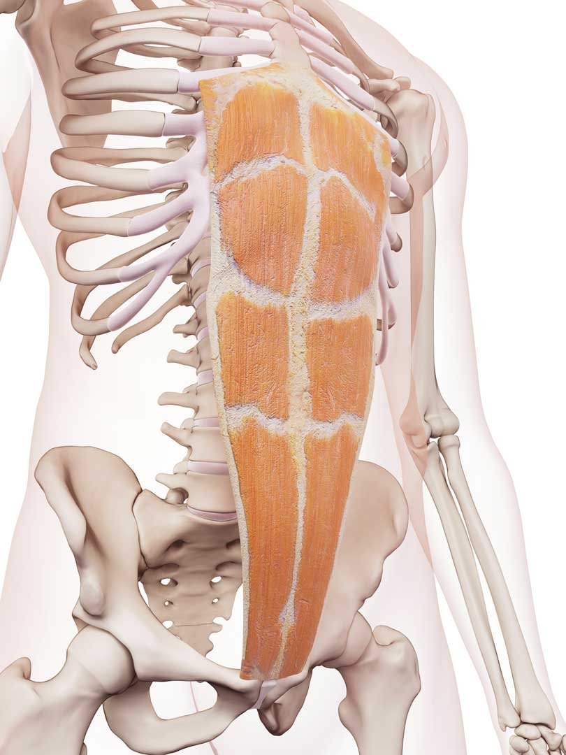 Músculos rectos del abdomen 