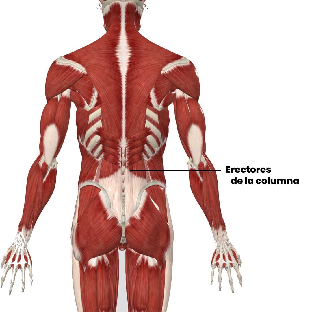 Músculos erectores de la columna