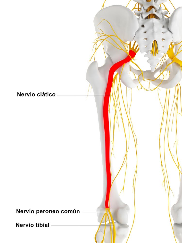 Nervio ciático