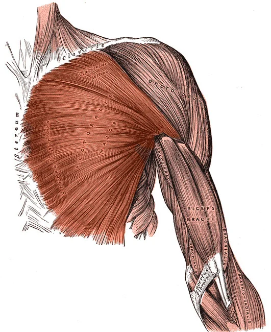 Músculo pectoral mayor